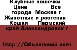 Клубные кошечки › Цена ­ 10 000 - Все города, Москва г. Животные и растения » Кошки   . Пермский край,Александровск г.